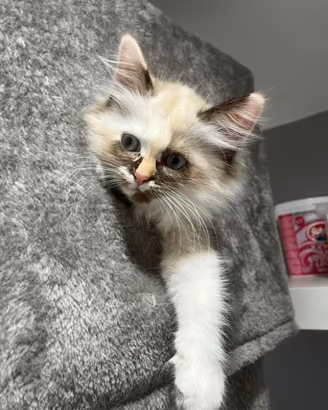 Gatti Siberiani ipoallergenico 600eur disponibili