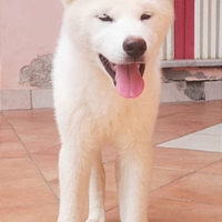 Cuccioli AKITA Inu Puro Giapponese con PEDIGREE