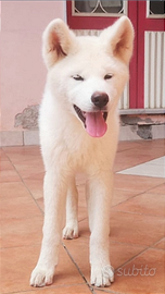 Cuccioli AKITA Inu Puro Giapponese con PEDIGREE
