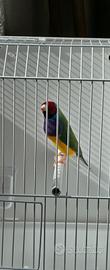 Diamante del gould