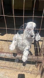 Setter inglese cucciolo