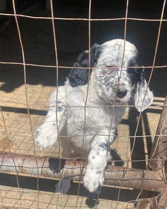 Setter inglese cucciolo