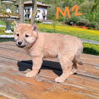 Cuccioli di shiba inu