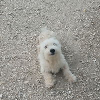 Cane Maltese