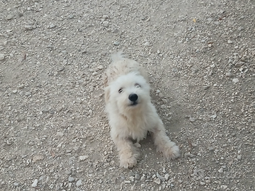 Cane Maltese