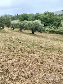 Terreno Agricolo di 3 ettari + ulivi secolari
