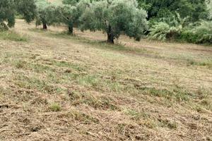 Terreno Agricolo di 3 ettari + ulivi secolari