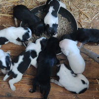 Cani da caccia