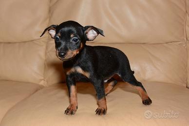 Cucciolini Pinscher toy (maschi)