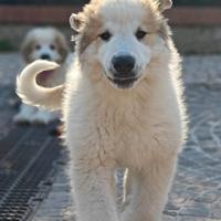 Cuccioli Cane da Montagna dei Pirenei Disponibili