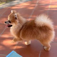 Spitz di pomerania orange