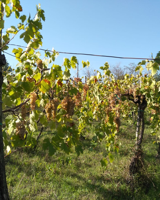 Vigneto Solopaca