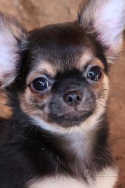 cucciolo chihuahua con pedigree enci 
