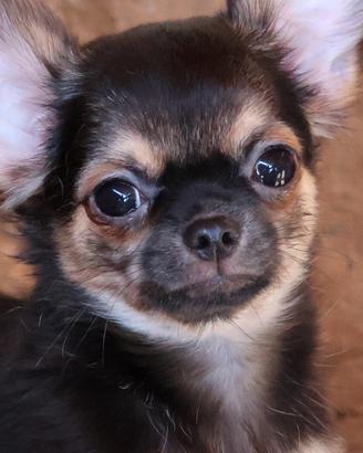 cucciolo chihuahua con pedigree enci 