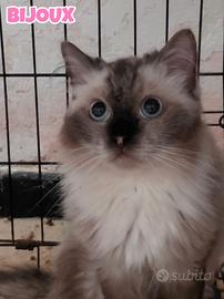 Bijoux gattina birmana di quattro anni