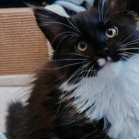 Gattini Maine Coon