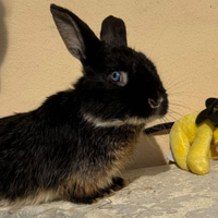 Coniglio nano, occhi azzurri