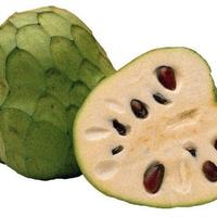 Annona Cherimola var.  Fino de Jete fruttificanti.