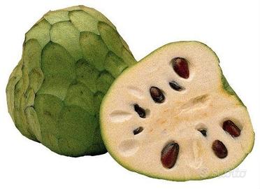 Annona Cherimola var.  Fino de Jete fruttificanti.