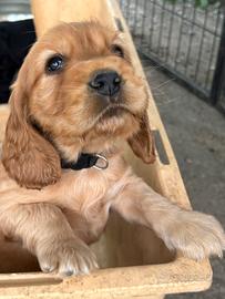 Splendidi Cuccioli di Cocker fulvi e neri