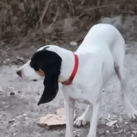 Segugi francesi ariegeois