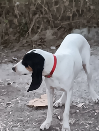 Segugi francesi ariegeois