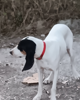 Segugi francesi ariegeois