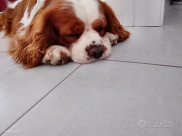 Cavalier King Charles Spaniel per accoppiamento