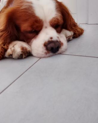 Cavalier King Charles Spaniel per accoppiamento