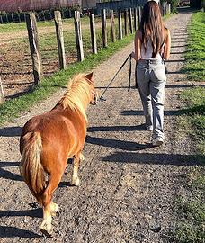 Shetland pony
