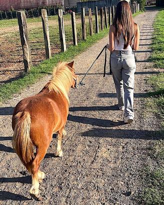 Shetland pony stupendo