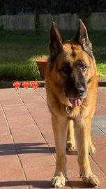 Pastore tedesco originale