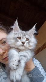 Cuccioli Maine coon varie età con Pedigree