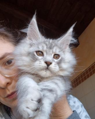 Cuccioli Maine coon varie età con Pedigree
