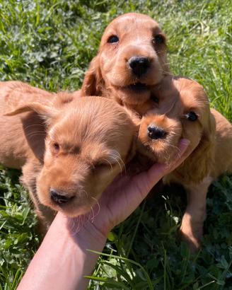 Cocker Spaniel maschietti