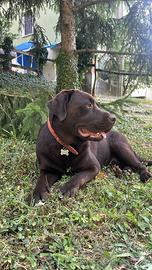 Argo Labrador disponibile per Monta