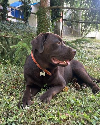 Argo Labrador disponibile per Monta