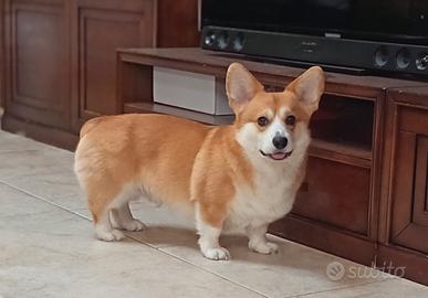Welsh Corgie Pembroke per monta