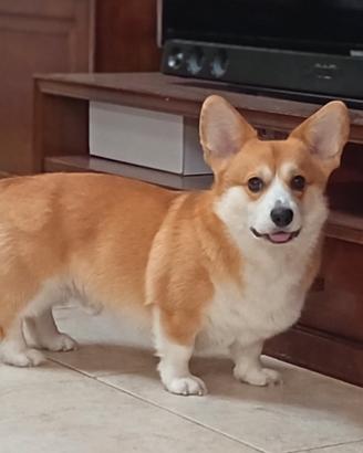 Welsh Corgie Pembroke per monta