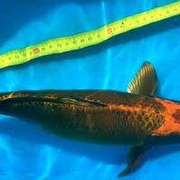KOI carpa KIN MATSUBA 42cm