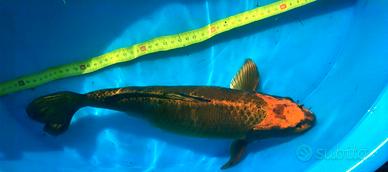 KOI carpa KIN MATSUBA 42cm
