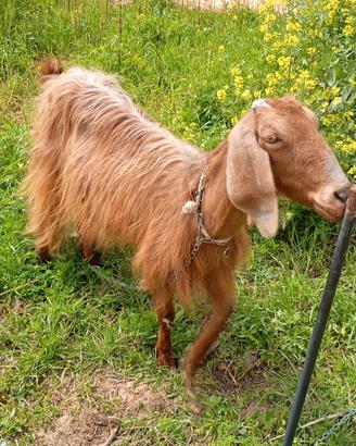 Capra siriana