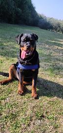 Adozione Rottweiler