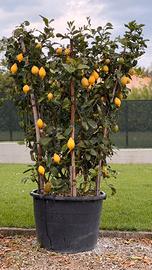 Pianta conca di agrumi , limoni 🍋