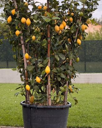 Pianta conca di agrumi , limoni 🍋
