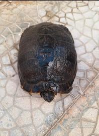 Tartaruga d' acqua