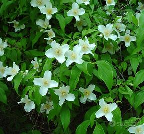 pianta philadelphus fiore d'angelo 30 40 cm