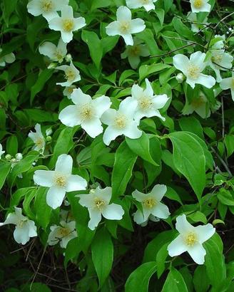 pianta philadelphus fiore d'angelo 30 40 cm