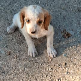 Cucciolo breton