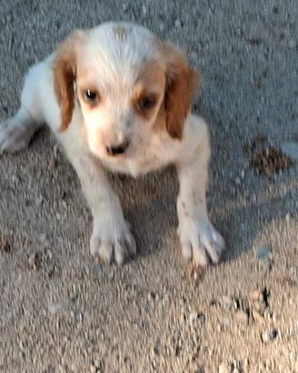 Cucciolo breton